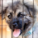 Illustration for article titled Animal Shelter’s Free Adoption Day Not Even That Good Of Deal